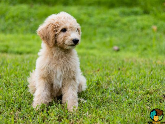 Cute Goldendoodle Wanted