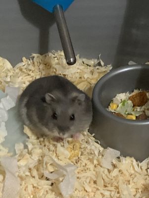 Hamster For Sale in Lodon