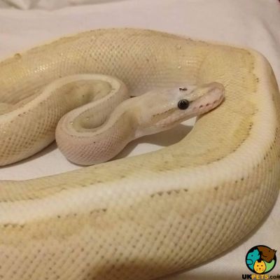Python Snake Online Ad