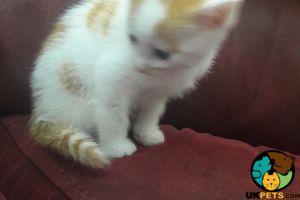 Short haired ginger and white kitten for sale