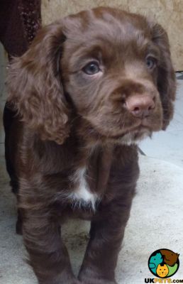 Cocker Spaniel Wanted in the UK