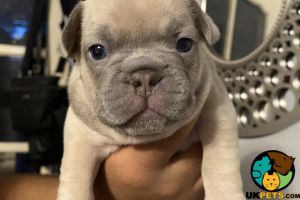 8 chunky French bulldogs puppies looking for forever homes