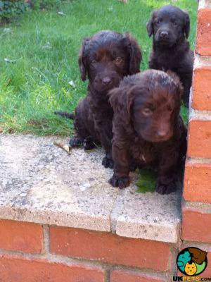 Labradoodles for Rehoming