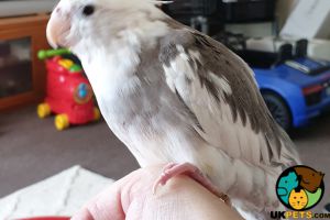 Hand reared cockatiel 6 months old