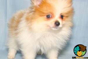Cute Pomeranian Wanted