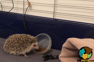 Male African Pygmy Hedgehog For Sale