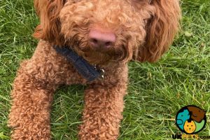 RED COCKAPOO FOR STUD!!!
