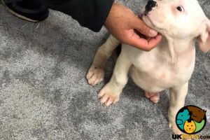 Cute American Bully For Sale