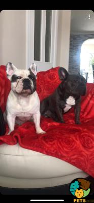 French Bulldog Online Listings