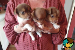 Beautiful litter of jackawawa x puppies  for sale(2 LEFT)