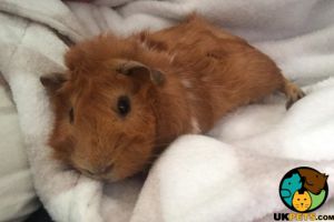 Guinea pig for sale and set up