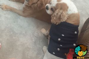 Cavalier King Charles Spaniels Wanted