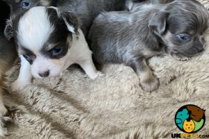 Beautiful blue long haired chihuahuas for sale