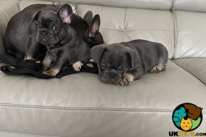 Blue tan french bulldog puppies for sale