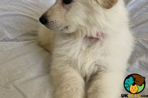 Gorgeous white Germans shepherd girl puppy for sale!!