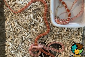 Baby corn snakes for sale