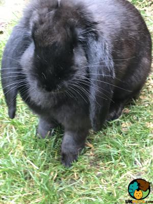 Giant rabbit for sale | UKPets