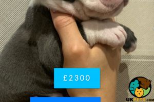 English Bulldog Advertisement UK Pets