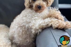 Miniature Poodle for Rehoming