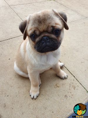 Pug For Sale in Lodon