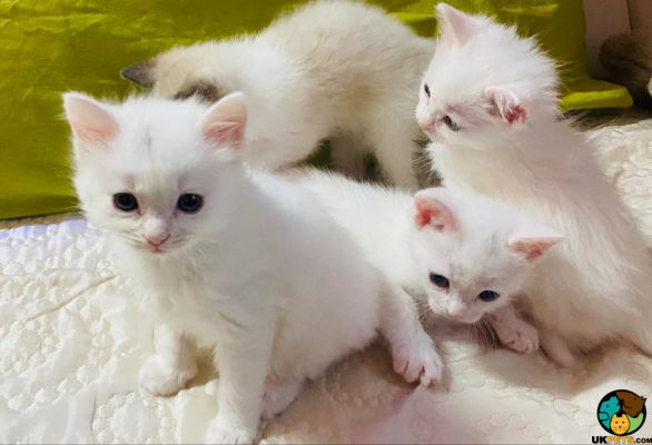 Half ragdoll kittens for sale | UKPets