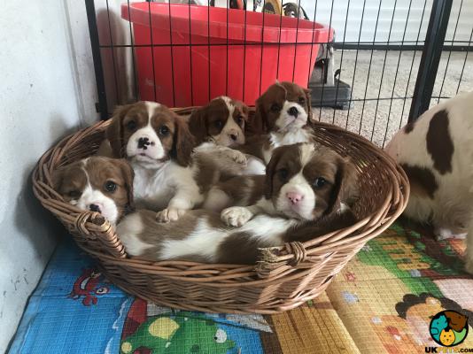 Cavalier King Charles Spaniels for Rehoming