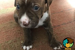 Two boy Staffordshire Bull terrier pups for sale