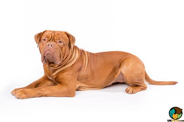 Dogue De Bordeaux Wanted in Great Britain