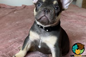 French Bulldogs For Sale