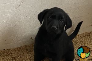 Full Pedigree Labradors Puppies For Sale