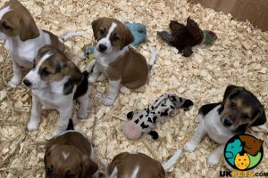 Jack a bee puppies for sale