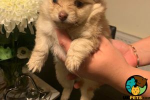 2 gorgeous Pom chi puppies for sale