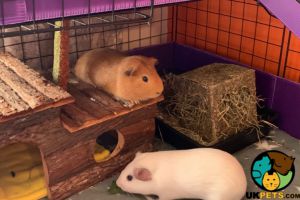 2x male guinea pigs and equipment for sale