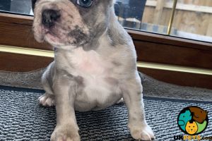 lilac french bulldog puppies for sale