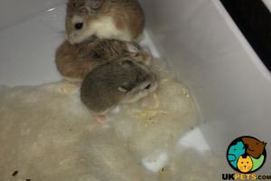 Available Hamsters
