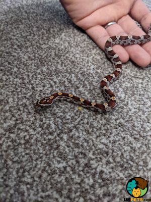 Corn Snakes for Rehoming