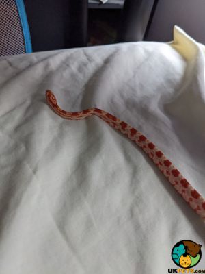 Baby corn snakes for sale. | UKPets