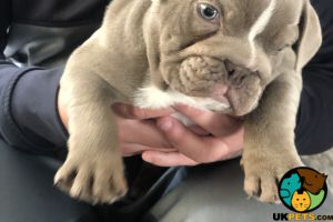 Lilac Male French Bulldog for sale