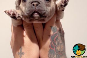 5  Female French Bulldog Puppies for Sale
