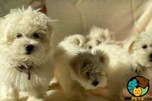 Lovely bichon puppies for sale