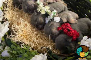 True to Type Lilac and Tan French Bulldog Puppies For Sale