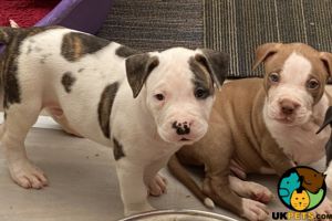 American bulldog XL Bully puppies for sale