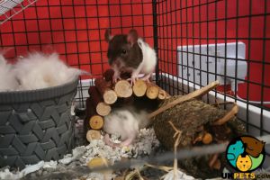 Rats and full set up for sale