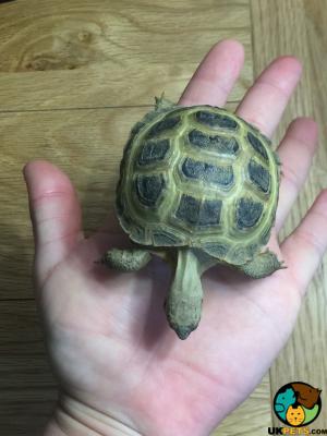 Tortoise for Rehoming