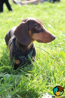 Pra best sale clear dachshunds