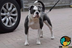 Old Tyme Bulldog For Sale in Lodon