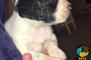 Sprocker spaniel puppies for sale