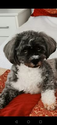 Lhasa Apso For Stud in Great Britain