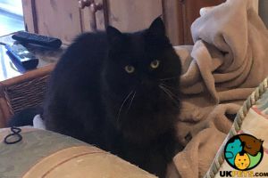 Black Cat For Adoption