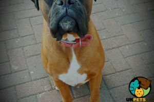 Red Boxer Natural Bobtail for Stud
